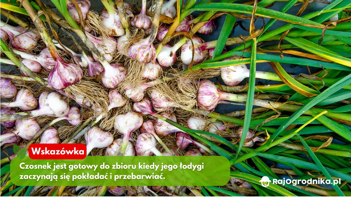 czosnek-ozimy-wskazówki-jak-uprawiać-w-ogrodzie-blog-sklep-rajogrodnika